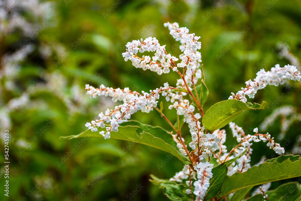 Spectacular Wild mountain flowers of Pin bhabha pass trail in Himalayas mountains in Himachal Pradesh, India Spectacular Wild mountain flowers of Pin bhabha pass trail in Himalayas mountains in Himachal Pradesh, India
