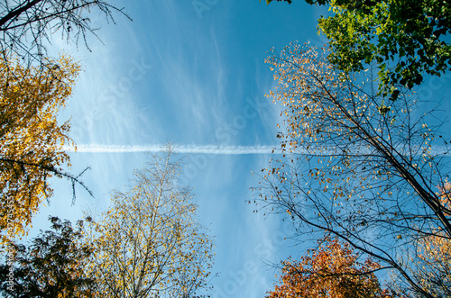 trees in autumn