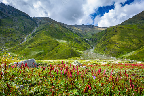 Spectacular Wild mountain flowers of Pin bhabha pass trail in Himalayas mountains  in Himachal Pradesh  India