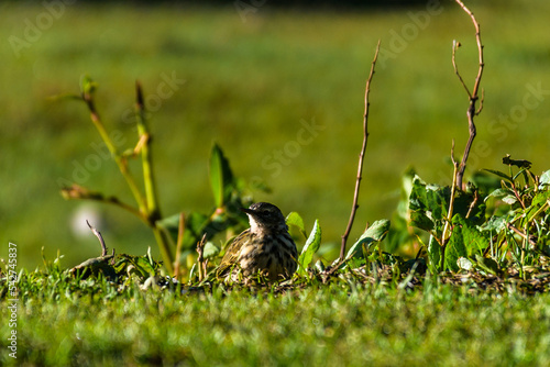 Portrait of birds of pin bhaba pass in Himachal Pradesh, India photo