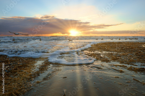 Wallpaper Mural Sunset on the beach in Denmark. Waves rolling over the sand. Walk on the coast Torontodigital.ca