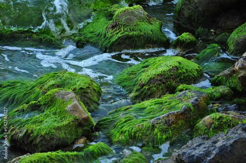 seaweed on rock
