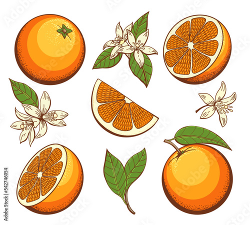 Cartoon blossoming oranges
