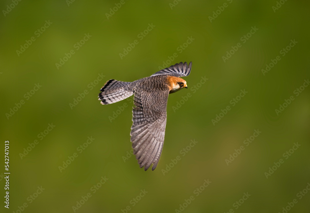 Fototapeta premium Roodpootvalk, Red-footed Falcon, Falco vespertinus