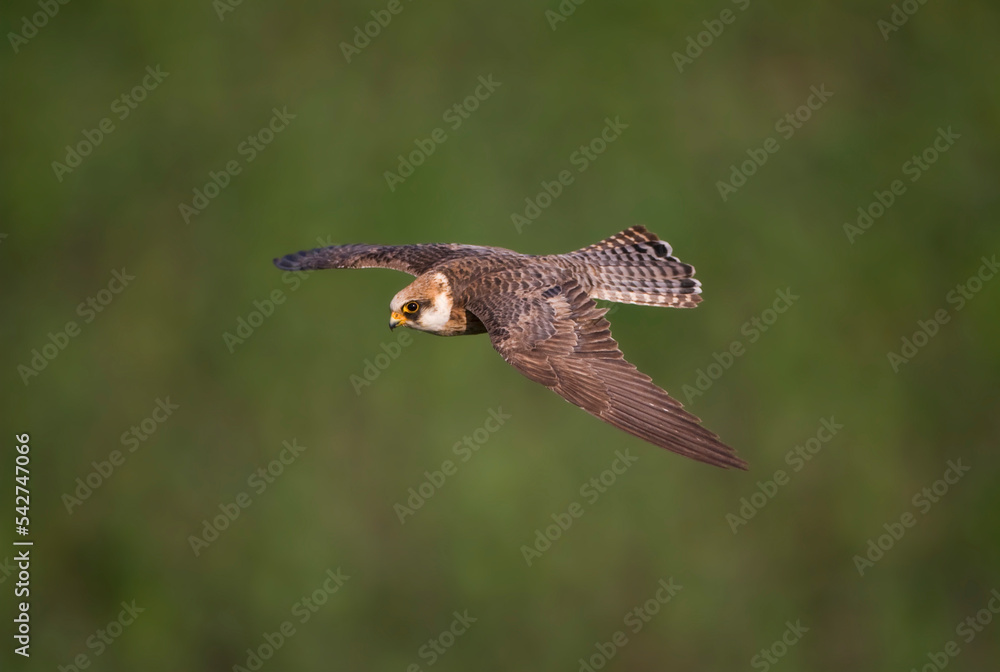 Fototapeta premium Roodpootvalk, Red-footed Falcon, Falco vespertinus