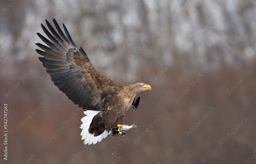 Zeearend volwassen; White-tailed Eagle adult Zeearend volwassen; White-tailed Eagle adult
