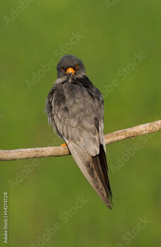 Roodpootvalk, Red-Footed Falcon, Falco vespertinus photo