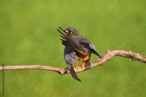 Roodpootvalk, Red-Footed Falcon, Falco vespertinus photo