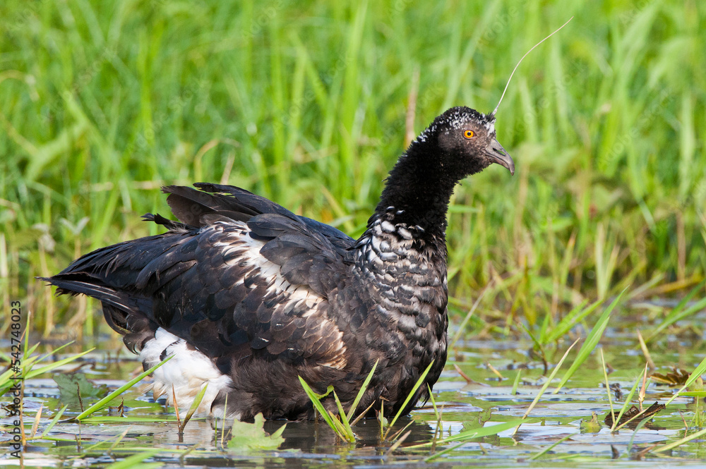 Anioema, Horned Screamer, Anhima cornuta Anioema, Horned Screamer, Anhima cornuta