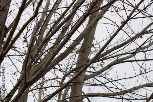 Branches of a Red Maple Tree in Winter