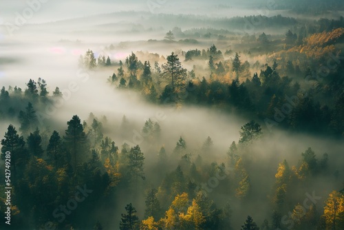 Photo early morning sunrise foggy forrest, treetips standing out of fog autumn fall fo