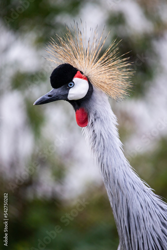 Crowned crane balearica regulorum. Grey crowned crane. A beautiful bird with a forelock. African crowned crane. Kavirondo Crane. Golden crested crane. photo