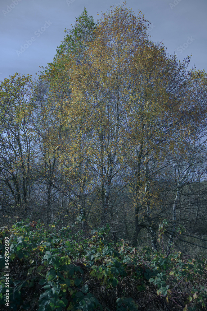 Fototapeta premium Autumn fields