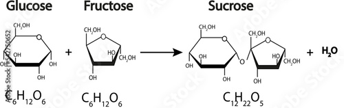 sucrose formation. Formation of a glycosidic bond from two molecules, glucose and fructose. Vector illustration.