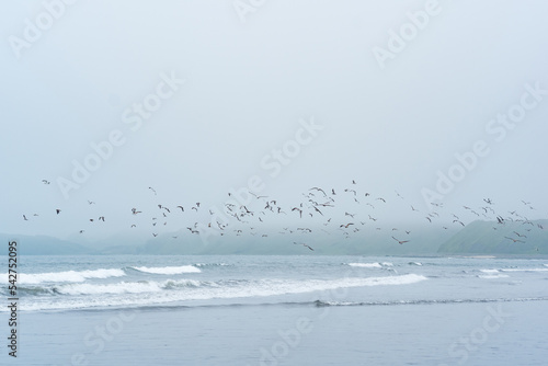 foggy seascape, cold ocean shore with a flock of flying seabirds