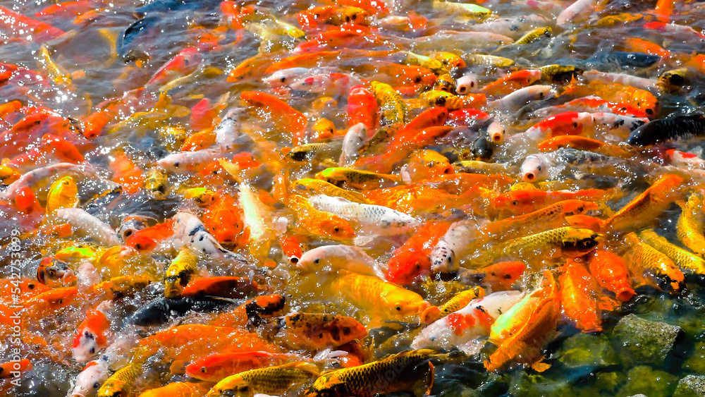Colorful koi fish swimming in pond. Decorative fish float in pond
