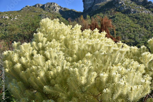 The original fynbosh plant is a large bush with white fluffy branches in Cape Town in South Africa in the Kirstenbosch National Botanical Garden