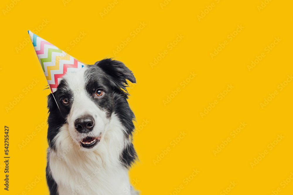 Happy Birthday party concept. Funny cute puppy dog border collie wearing birthday silly hat isolated on yellow background. Pet dog on Birthday day. Preparation for party.