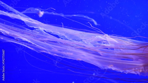 The Japanese sea nettle Chrysaora pacifica jellyfish swimming in the aquarium