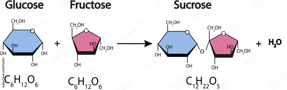 sucrose formation. Formation of a glycosidic bond from two molecules, glucose and fructose. Vector illustration - obrazy, fototapety, plakaty 