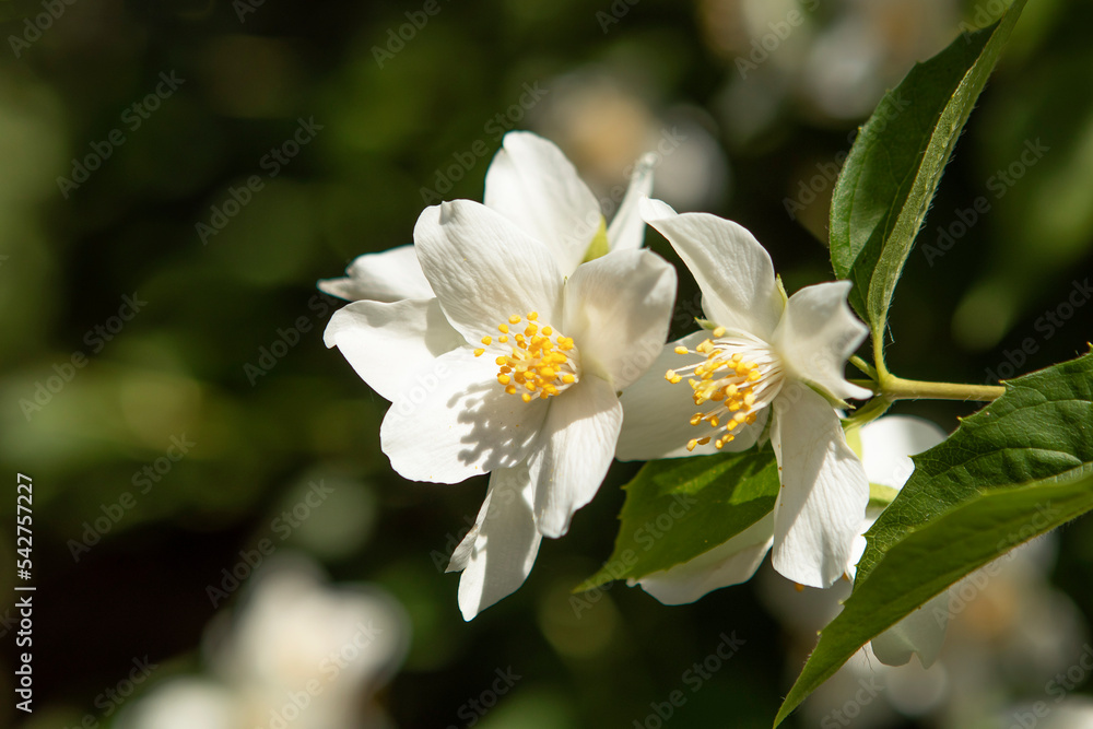 blooming white jasmine flowers in the garden blooming white jasmine flowers in the garden