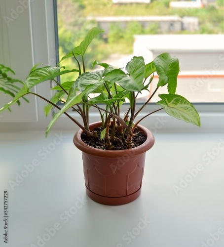 Green plant in a flower pot on a shelf, selective focus © Evgeniya