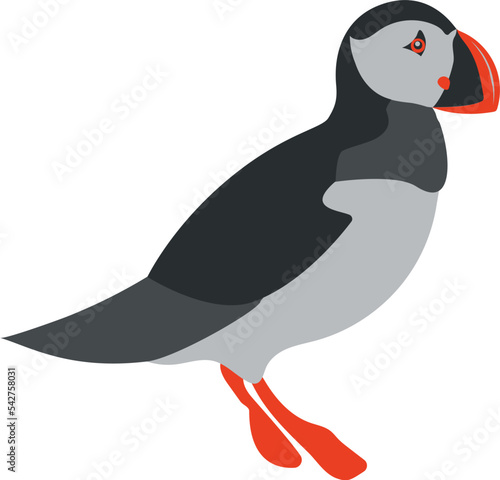 puffin bird