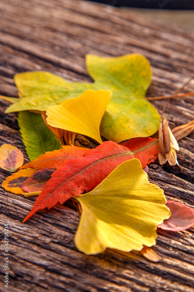 Obraz premium Composition of colorful autumn leaves on a wooden table. Floral composition of autumn leaves. The concept of nature, floristry, textures and backgrounds.