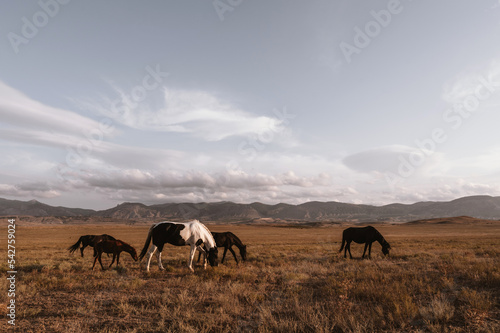 Wild horse with foals graze in the field. Cloudy sky and mountains on background. Beautiful animals. © Anastasia