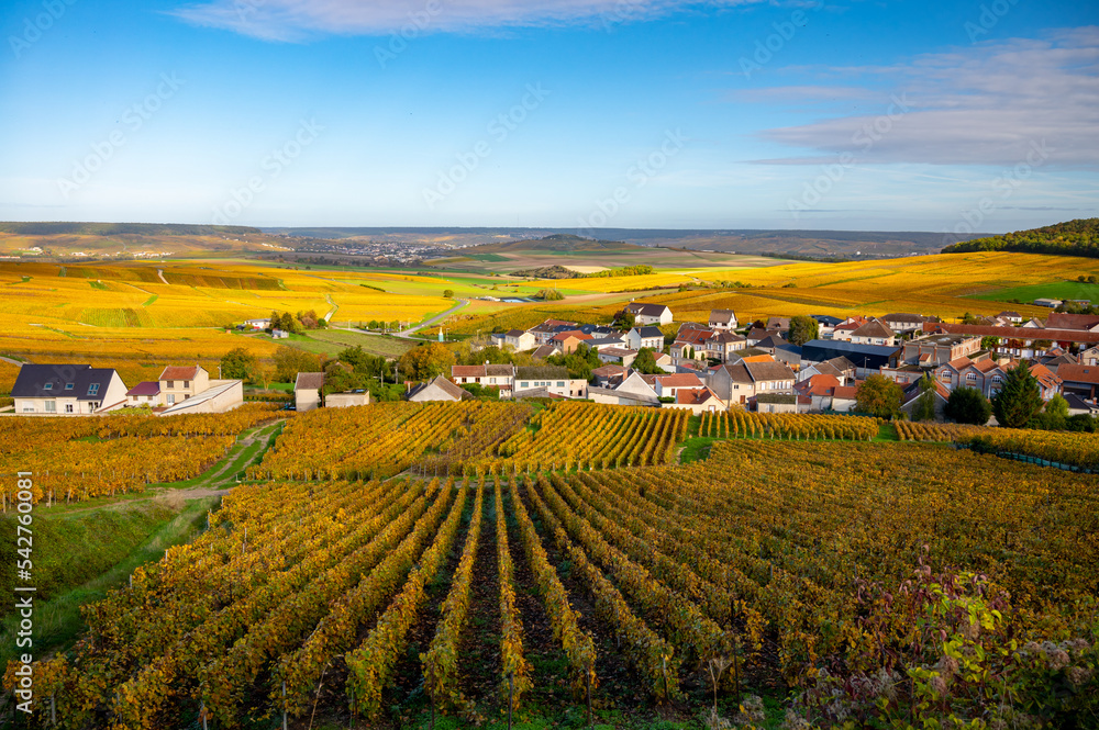 Fototapeta premium Colorful autumn landscape with yellow grand cru vineyards near Epernay, region Champagne, France. Cultivation of white chardonnay wine grape on chalky soils of Cote des Blancs.