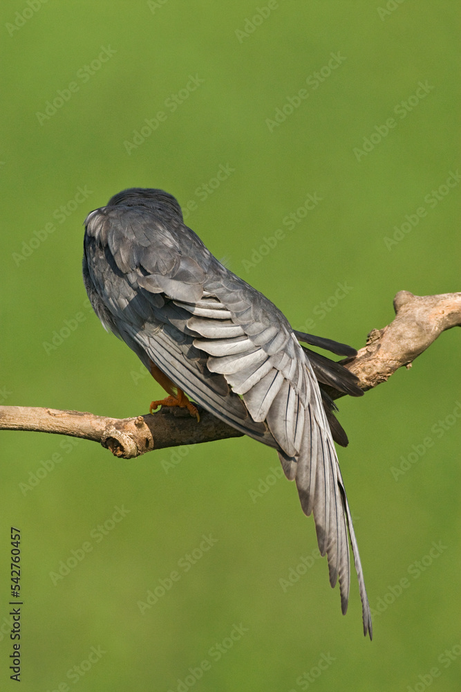 Marc Guyt / www.agami.nl StockFoto Adobe Stock