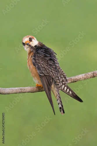 Roodpootvalk, Red-footed Falcon, Falco vespertinus photo