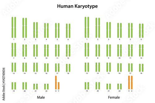 Human Karyotype (male and female)