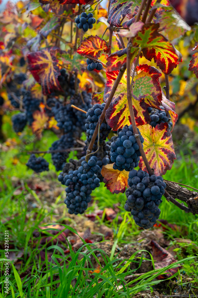Obraz premium Ripe clusters of pinot meunier grapes in autuimn on champagne vineyards in village Hautvillers near Epernay, Champange, France
