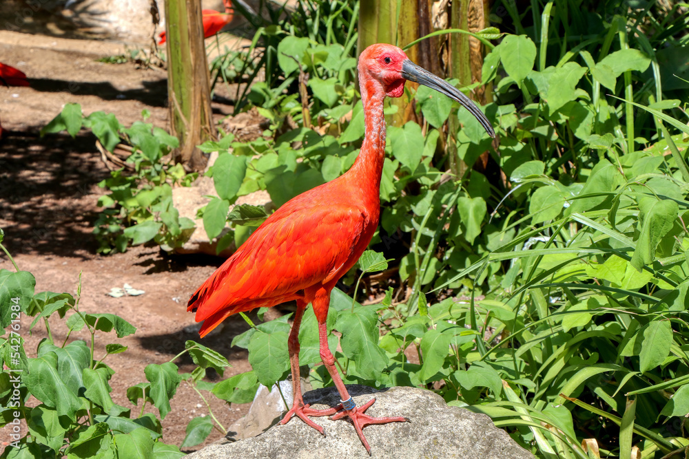 Naklejka premium Profile of a scarlet ibis, a bird native to tropical South America and the Caribbean islands