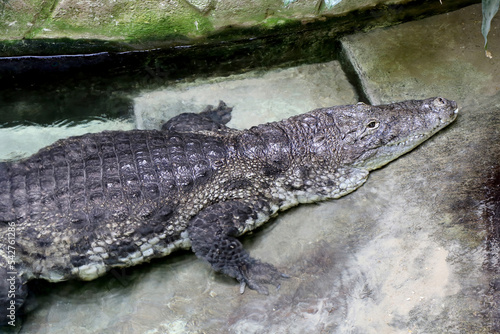 Profile of a Nile crocodile at the water s edge