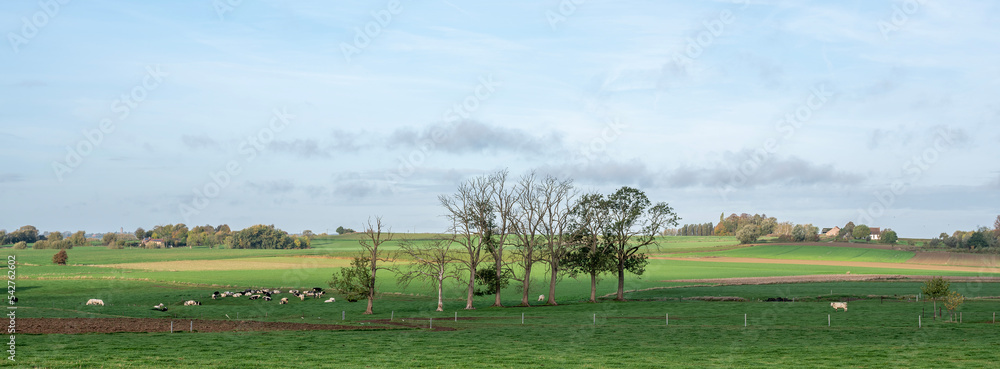 belgian landscape with trees and cows between brussels and charlerloi