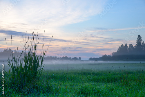 Morning meadow