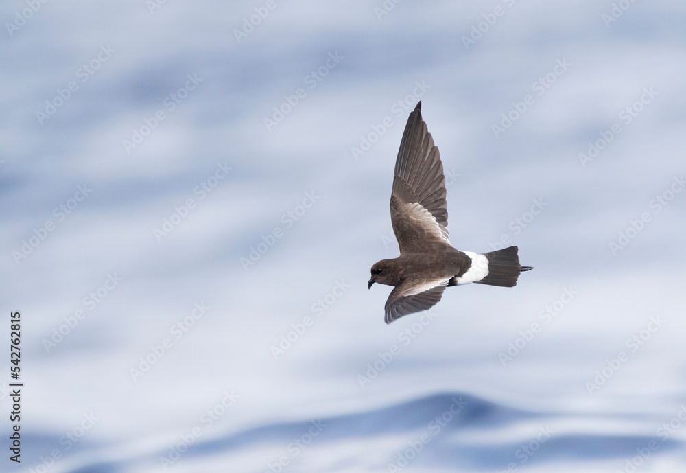 Wilson's Storm Petrel, Oceanites oceanicus
