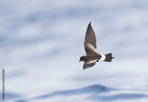 Obraz na płótnie Wilson's Storm Petrel, Oceanites oceanicus w salonie