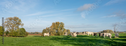 rural countryside landscape with cows between brussels and charleroi in belgium