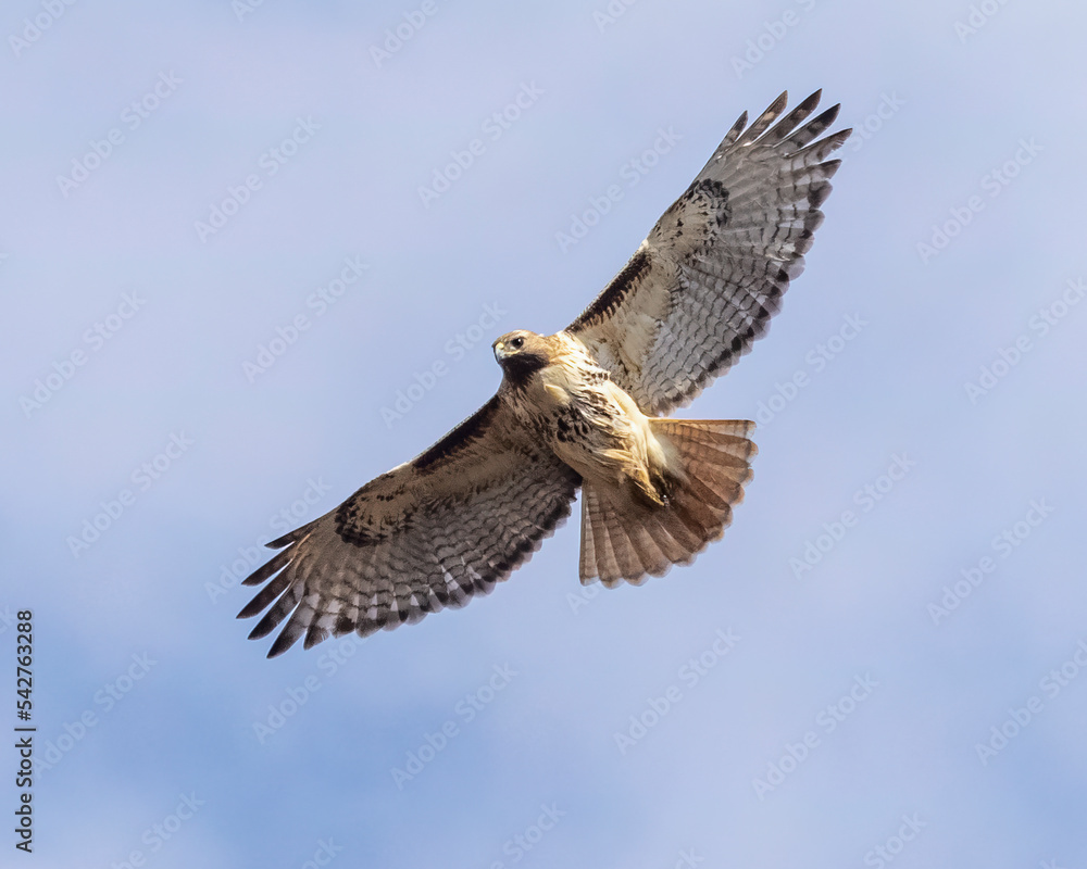 Fototapeta premium Red-tailed hawk.