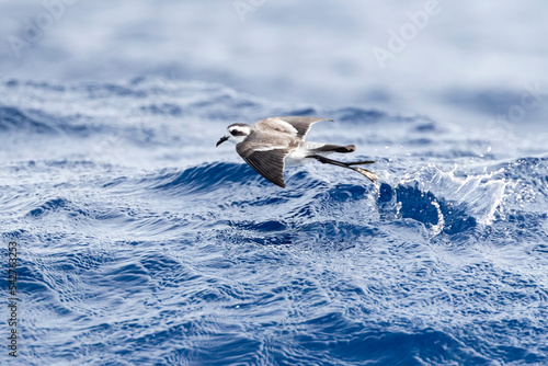 Bont Stormvogeltje, White-faced Storm-Petrel, Pelagodroma marina