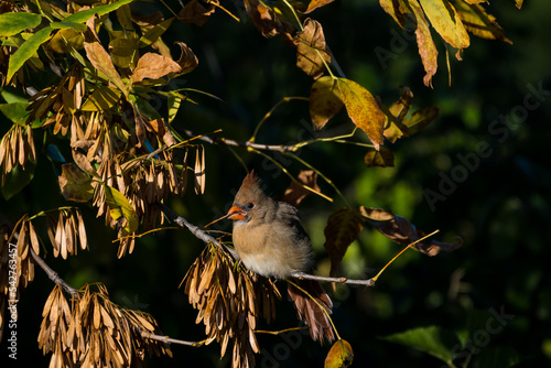 Female Northern Cardinal Perched in Tree photo