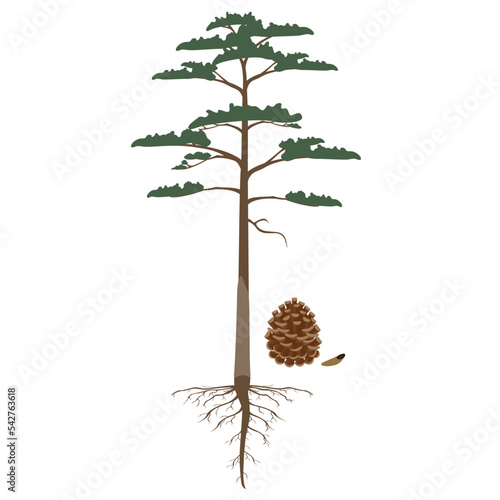 Scots pine tree with roots and cone on a white background.