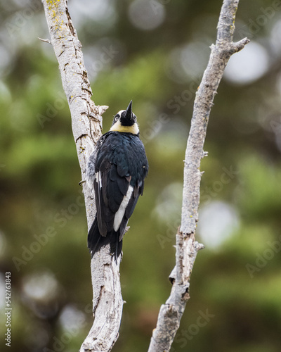 Acorn Woodpecker Perched in Tree