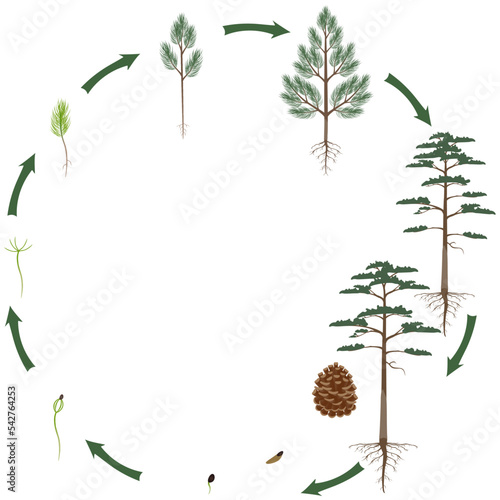A growth cycle of scots pine tree on a white background.