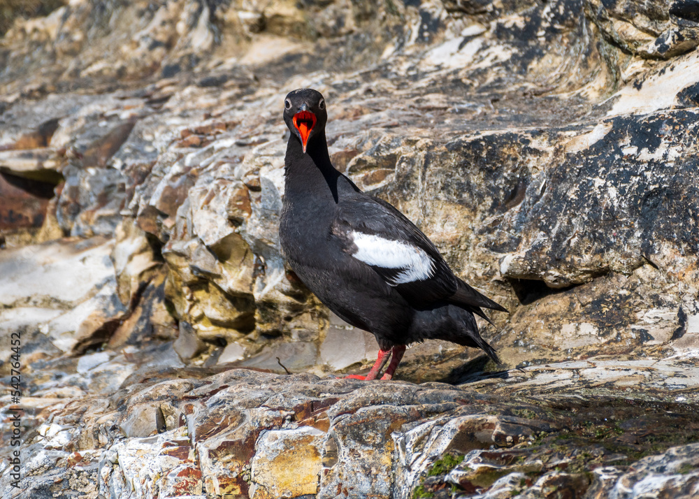 Pigeon Guillemot Opens its Mouth Pigeon Guillemot Opens its Mouth