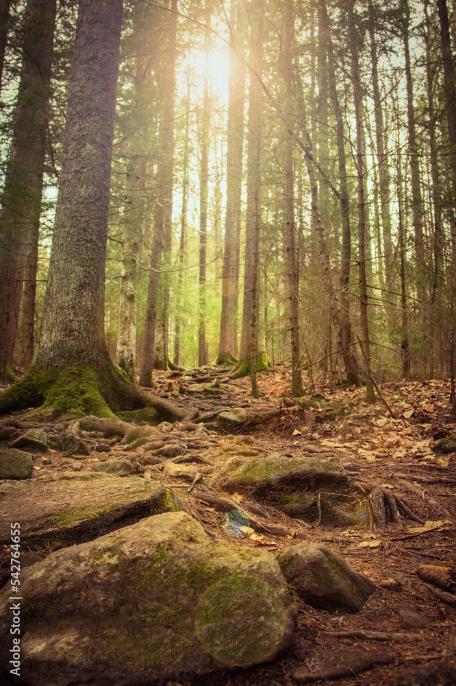 Fototapeta premium Waldlichtung