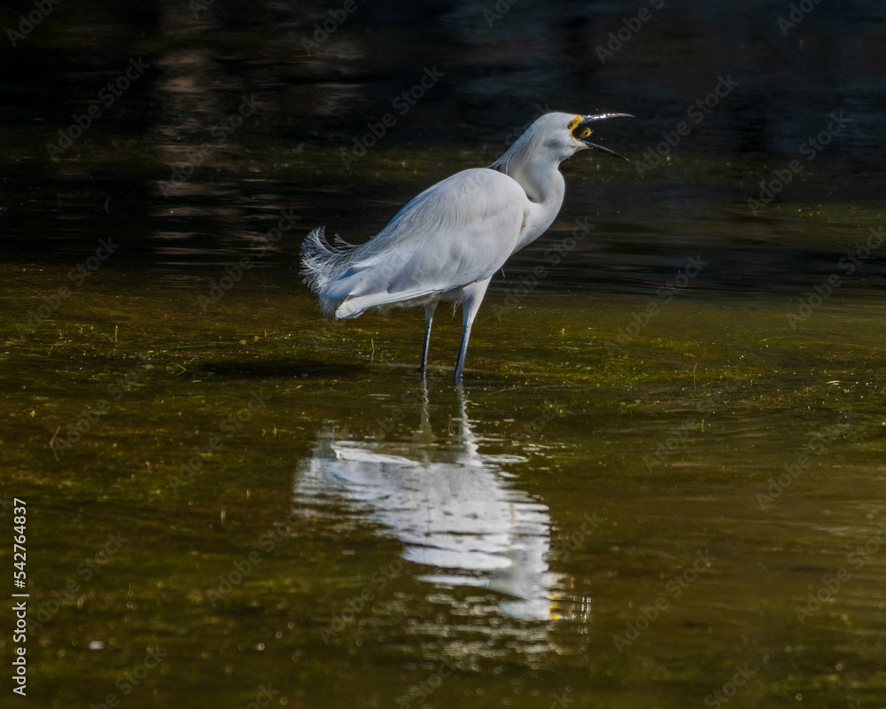 Obraz premium Snowy Egret Fishing in Pond